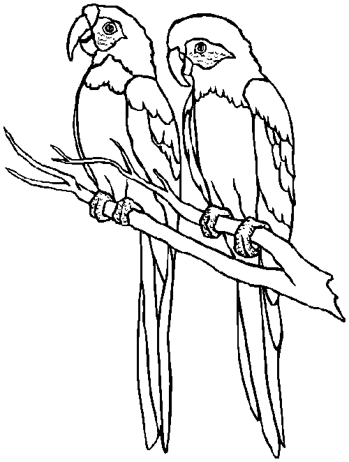 animated-coloring-pages-parrot-image-0006