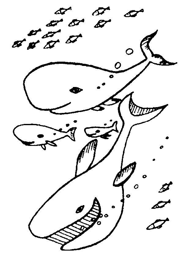 animated-coloring-pages-sea-animal-image-0003