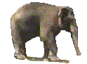 animated-elephant-image-0187