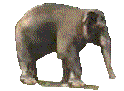 animated-elephant-image-0187