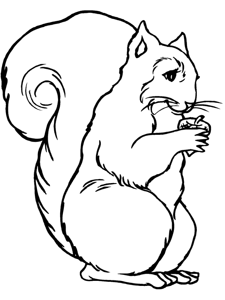 animated-coloring-pages-squirrel-image-0014