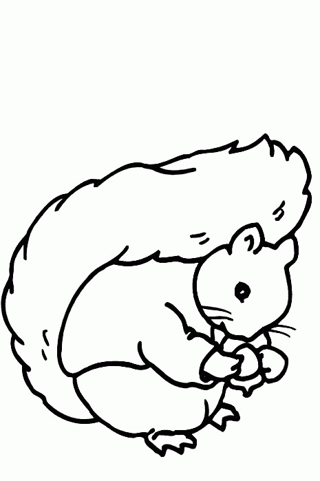 animated-coloring-pages-squirrel-image-0022