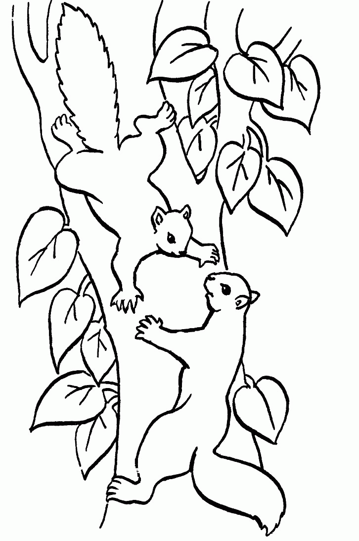 animated-coloring-pages-squirrel-image-0026