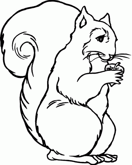 animated-coloring-pages-squirrel-image-0029