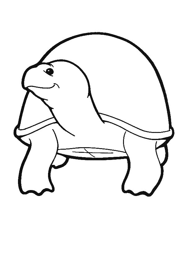 animated-coloring-pages-tortoise-and-turtle-image-0004