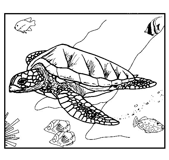 animated-coloring-pages-tortoise-and-turtle-image-0014