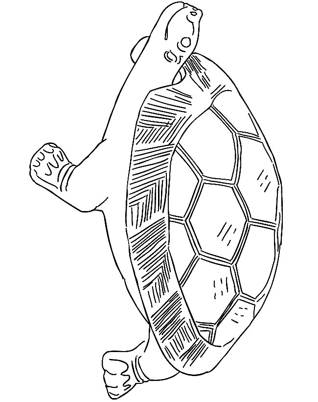 animated-coloring-pages-tortoise-and-turtle-image-0018