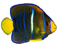 animated-fish-image-0044
