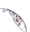 animated-fish-image-0139