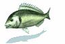 animated-fish-image-0289