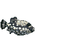 animated-fish-image-0314