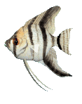 animated-fish-image-0412