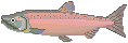 animated-fish-image-0444