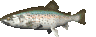 animated-fish-image-0609