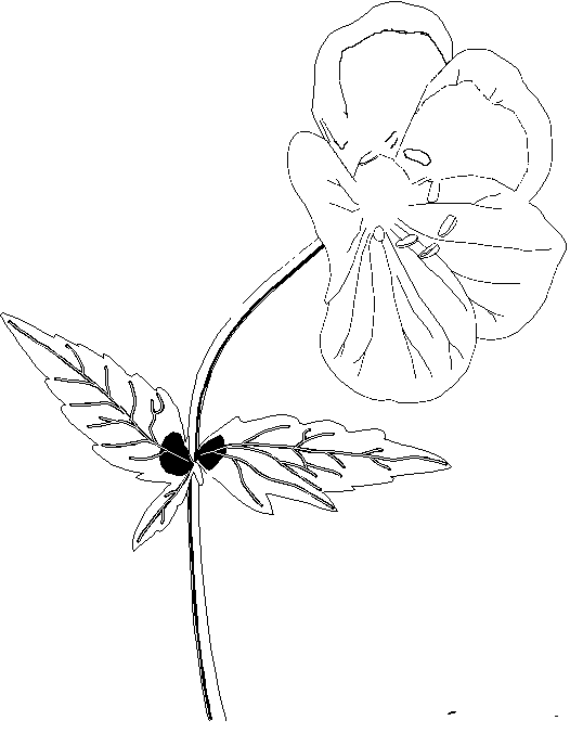 animated-coloring-pages-flower-image-0022