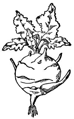 animated-coloring-pages-vegetable-image-0016