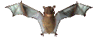 animated-bat-image-0040