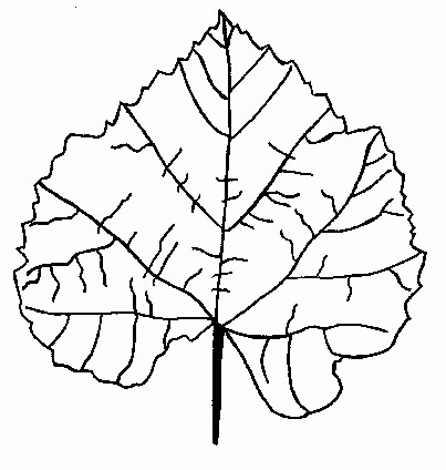 animated-coloring-pages-leaf-image-0011