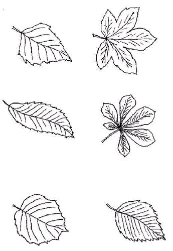 animated-coloring-pages-leaf-image-0023