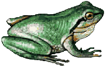 animated-frog-image-0097
