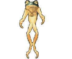animated-frog-image-0492