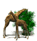 animated-giraffe-image-0026