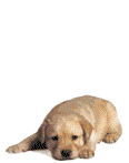 animated-dog-image-0028