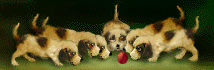 animated-dog-image-0288