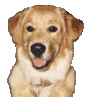 animated-dog-image-0455