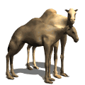animated-camel-image-0045