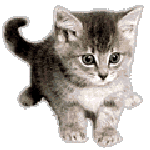 animated-cat-image-0216