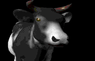 animated-cow-image-0043