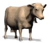 animated-cow-image-0188
