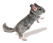 animated-mouse-image-0404