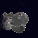 animated-hippo-image-0033