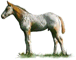 animated-horse-image-0021