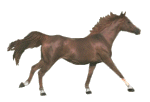 animated-horse-image-0063