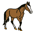 animated-horse-image-0091