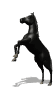 animated-horse-image-0247