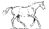 animated-horse-image-0256