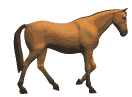 animated-horse-image-0259