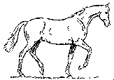 animated-horse-image-0285