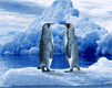 animated-penguin-image-0128