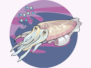 animated-squid-and-cuttlefish-image-0015