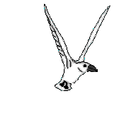 animated-bird-image-0239