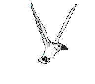 animated-bird-image-0239