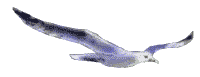 animated-bird-image-0253