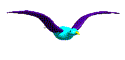 animated-bird-image-0257