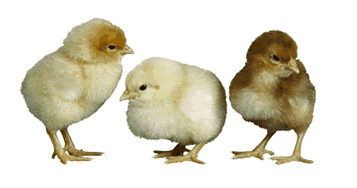 animated-bird-image-0259