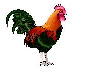 animated-bird-image-0260